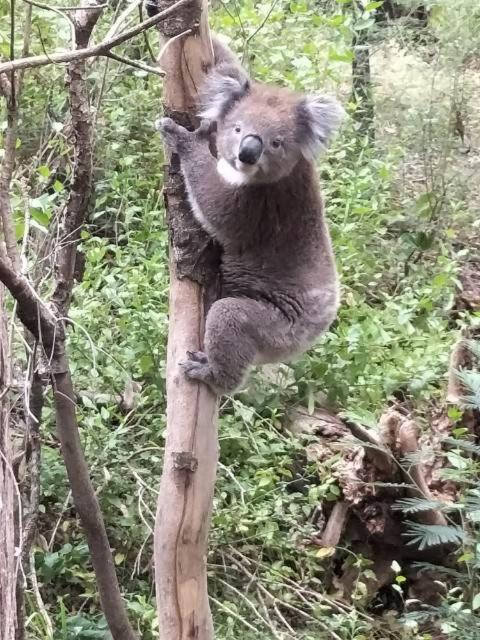 Mallacoota'S Shady Gully Caravan Park Екстериор снимка