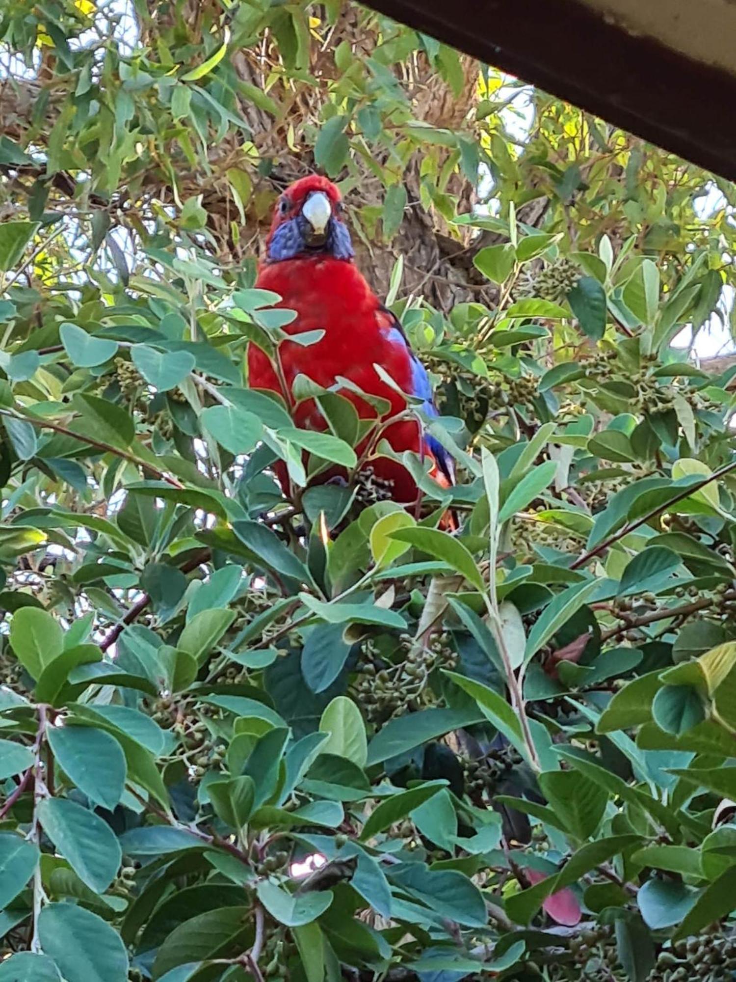 Mallacoota'S Shady Gully Caravan Park Екстериор снимка