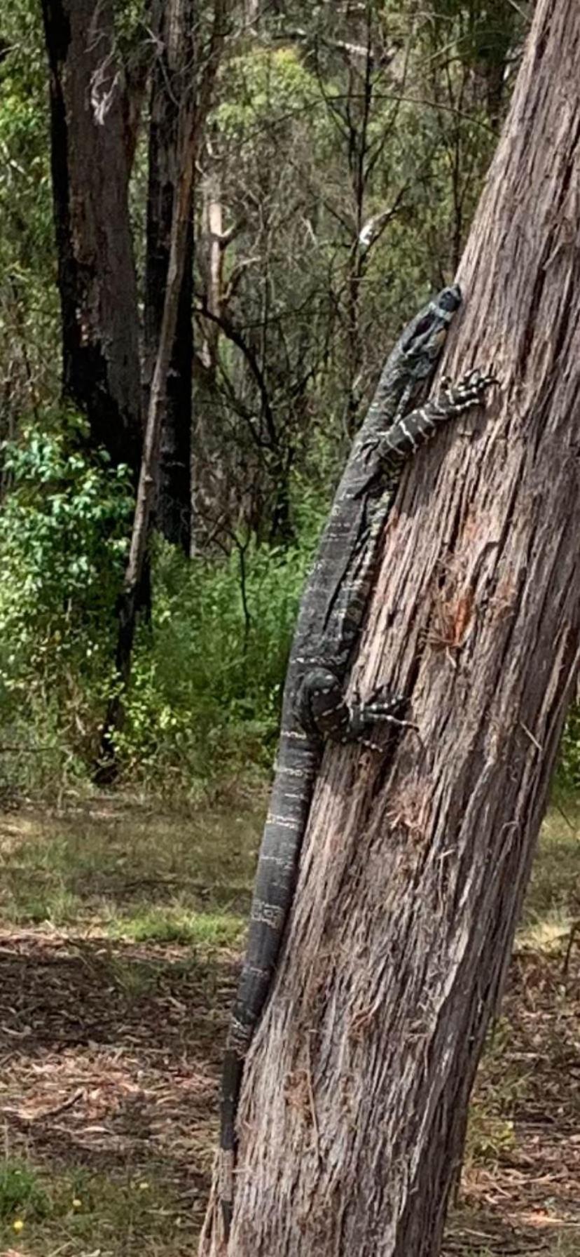 Mallacoota'S Shady Gully Caravan Park Екстериор снимка