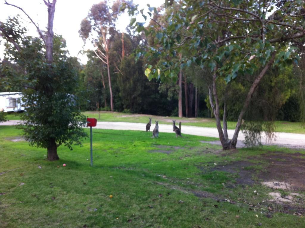 Mallacoota'S Shady Gully Caravan Park Екстериор снимка